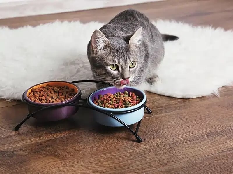 عکس گربه در حال غذا خوردن