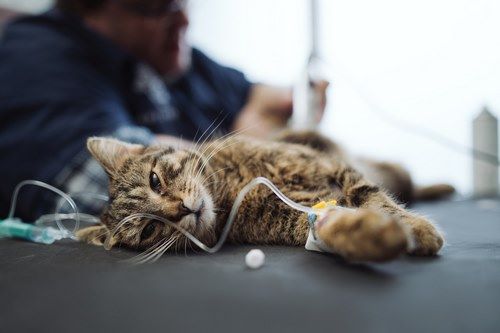تصویر علائم مرگ در گربه