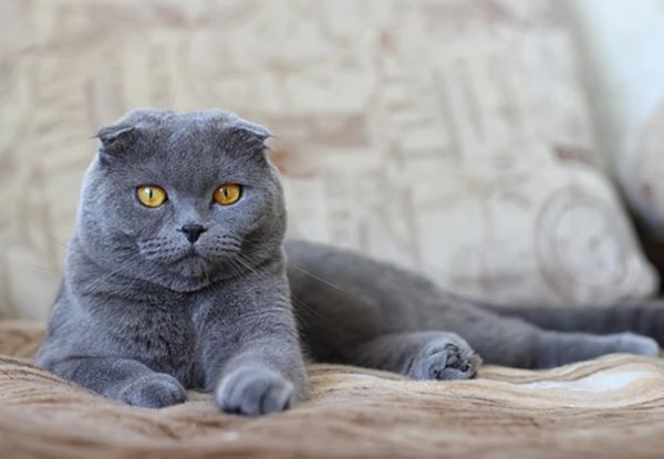 Scottish Fold