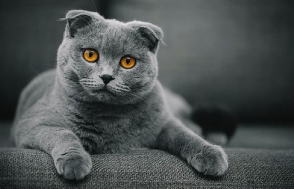 گربه اسکاتیش زیبا