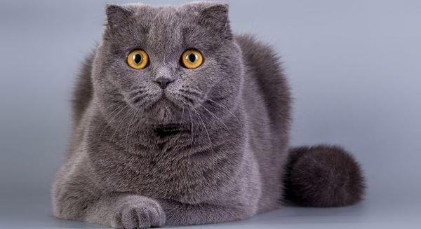 گربه اسکاتیش